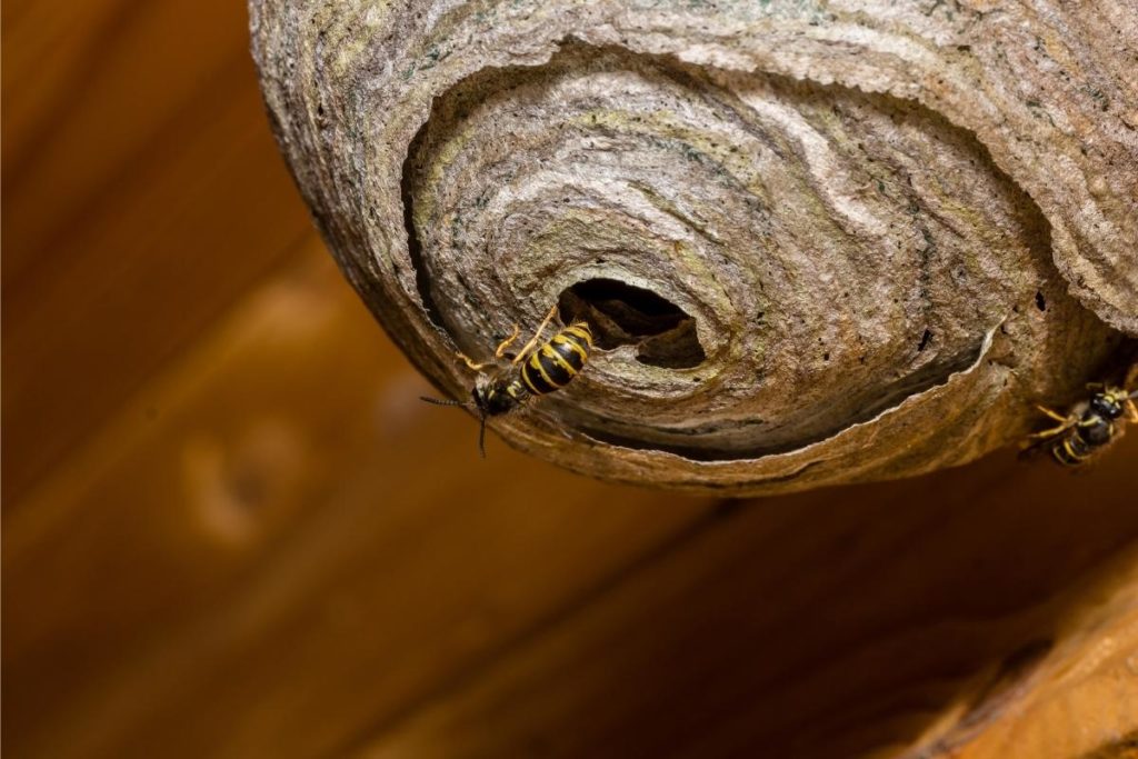 Close up of a wasp nest with some wasps visible. What is The Best Way to Get Rid of a Wasp Nest?