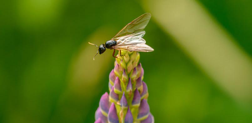 a flying ant sat on top of a purple flower, ready to take flight - flying ant day