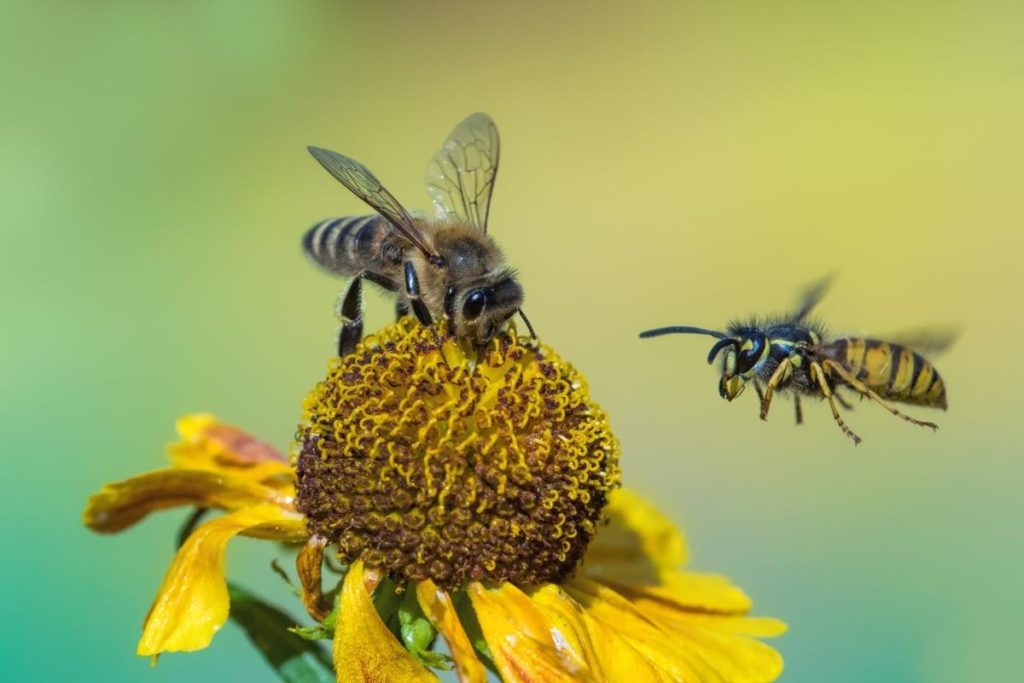 difference between wasps and bees