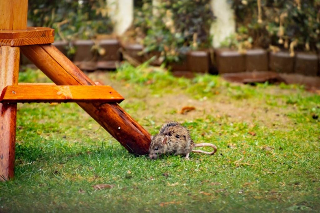 how to keep rats away from bird feeders