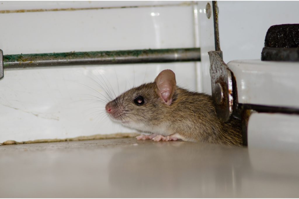 autumn pests - a mouse crawling through a small gap in a home