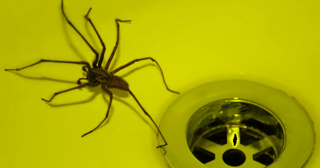 A large house spider in a bath tub
