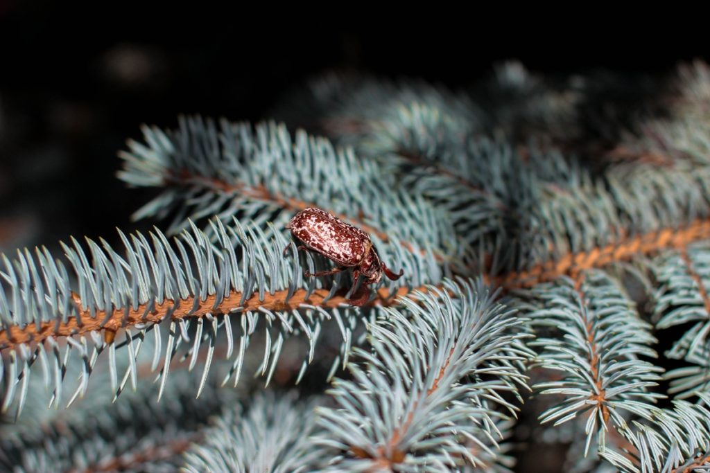 a close up image of Christmas tree bugs