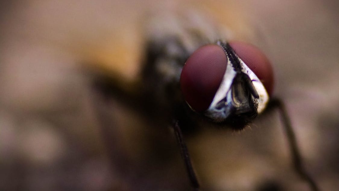 an upclose shot of a cluster fly