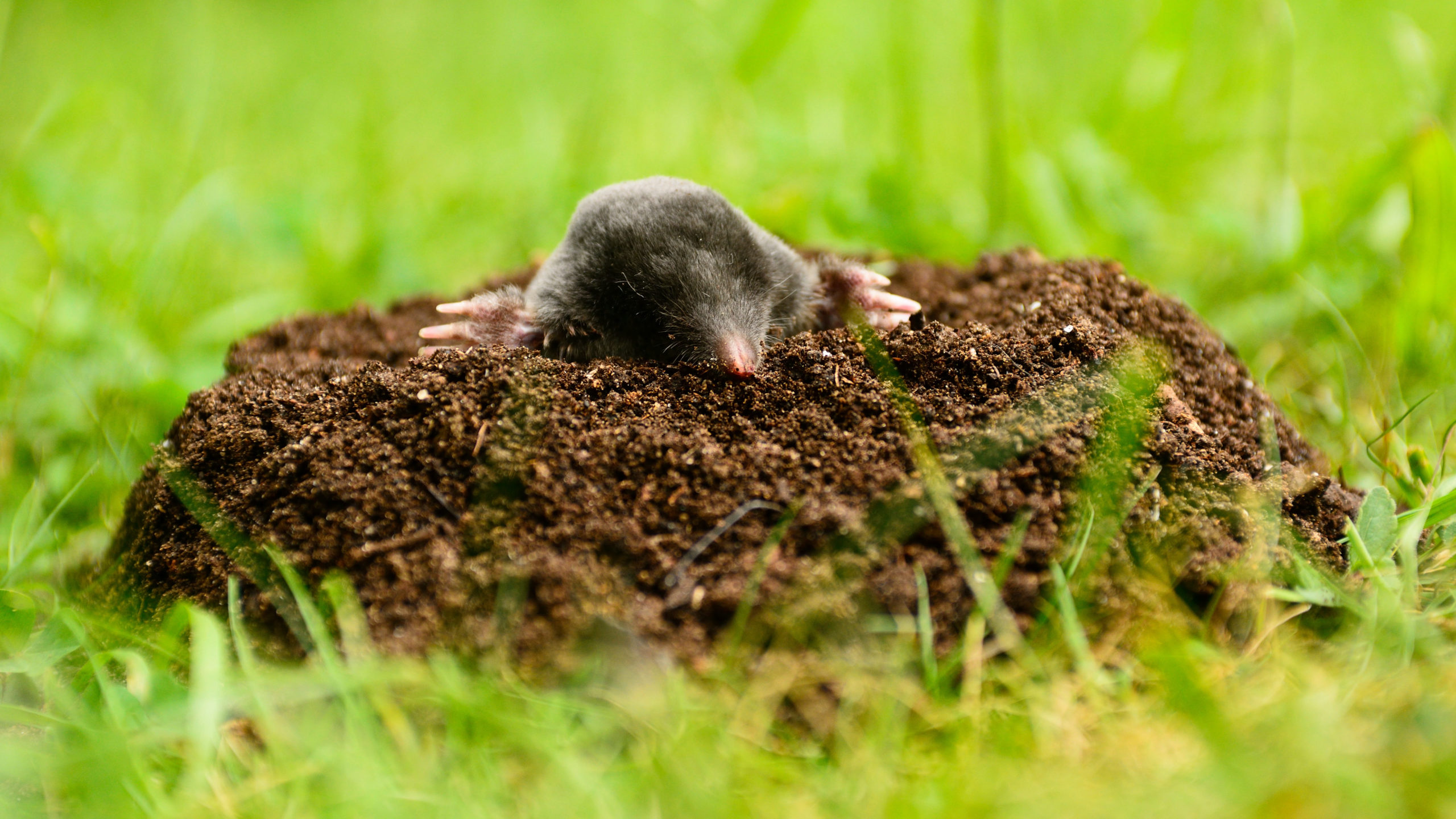 a mole sticking its head out of a mole hill in a field