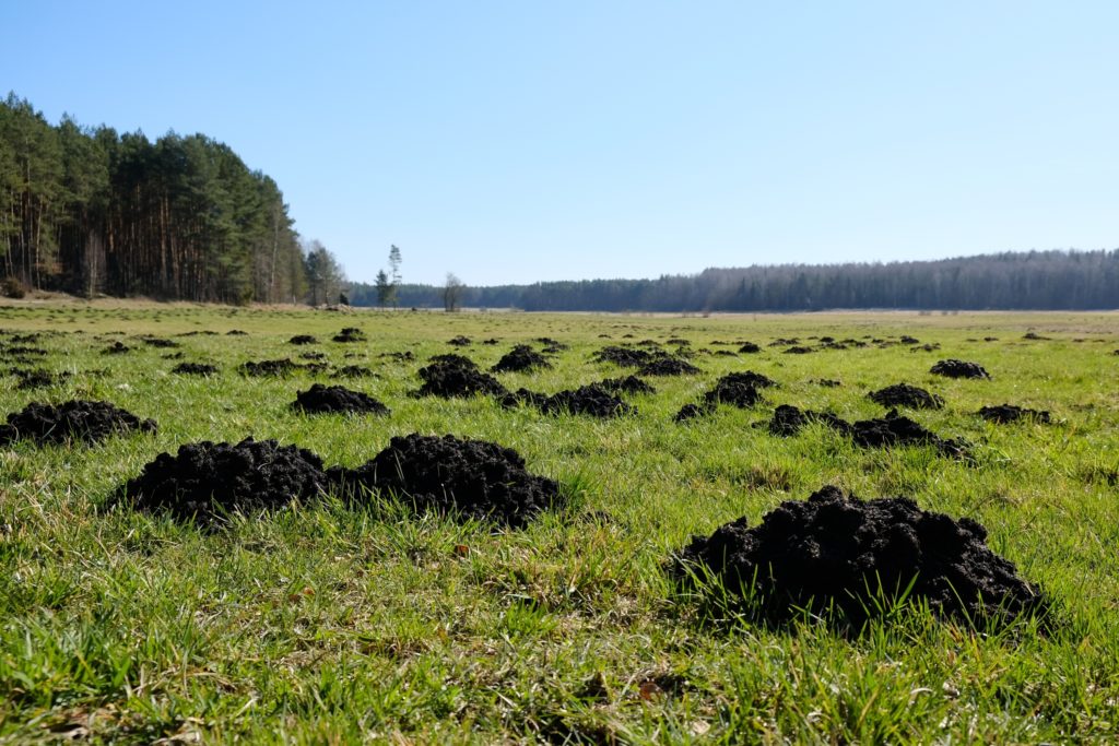 a field with hundreds of molehills all over it