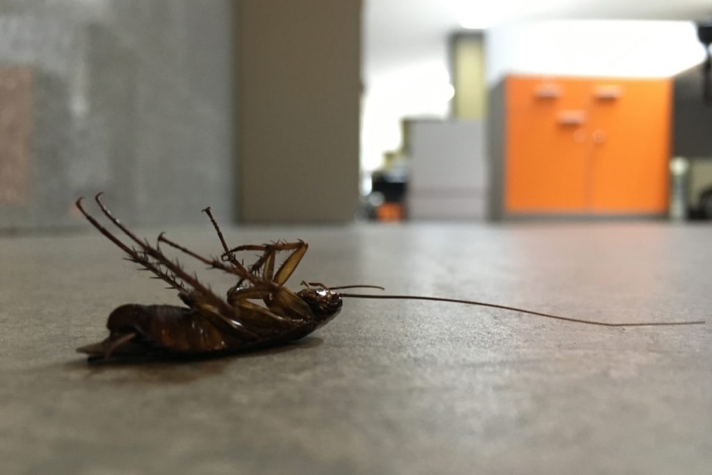 office pest control