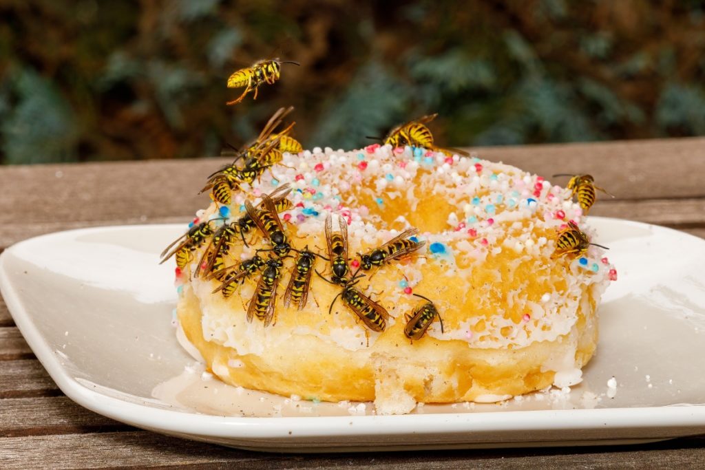 summer pests - wasps swarming over a doughnut