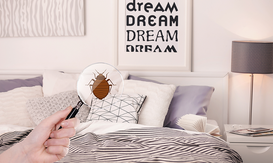 a bedroom with striped bedding and white and grey pillows, which has a picture frame above the bed which says "dream dream dream". In front of the bed someone is holding a magnifying glass, which has an illustration of a large brown bed bug on the glass. 