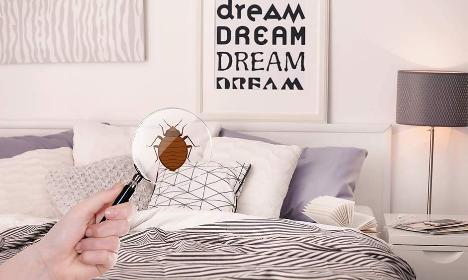 a bedroom with striped bedding and white and grey pillows, which has a picture frame above the bed which says "dream dream dream". In front of the bed someone is holding a magnifying glass, which has an illustration of a large brown bed bug on the glass.