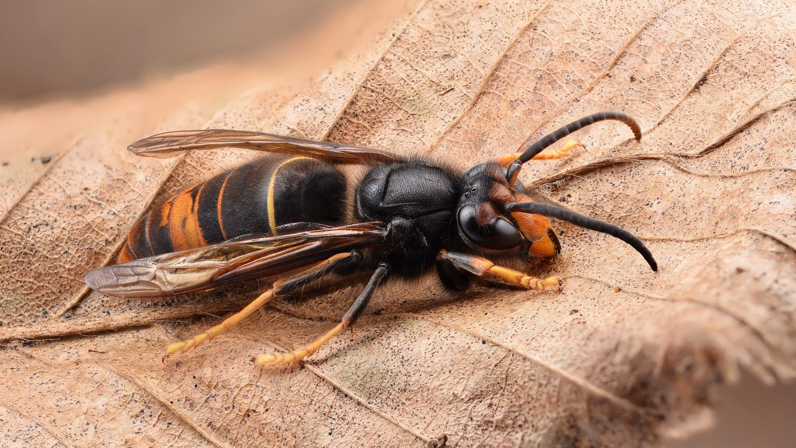 An Asian hornet is laying on a leaf. It has an orange face, with yellow tipped legs, a velvety body, and a dark abdomens.