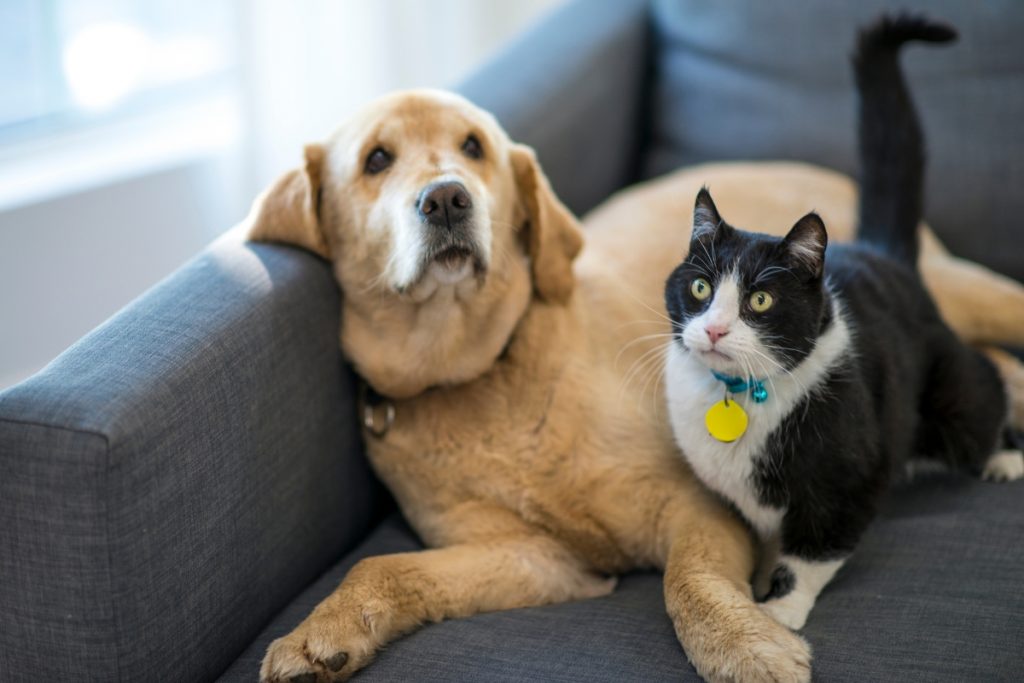 a dog and cat together on a sofa