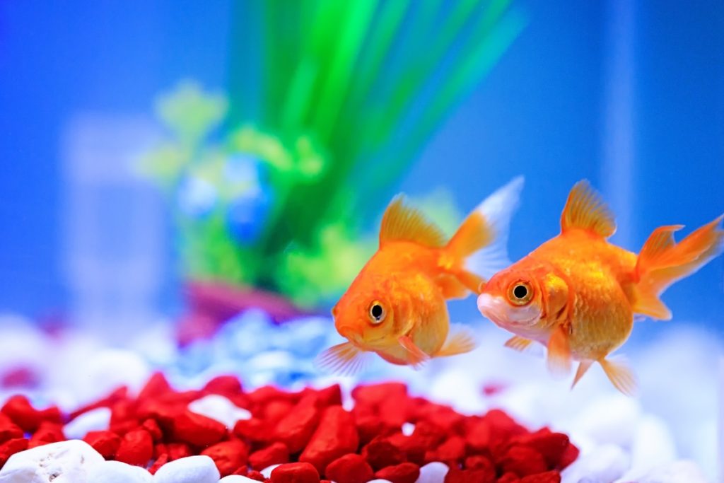 two goldfish in a tank