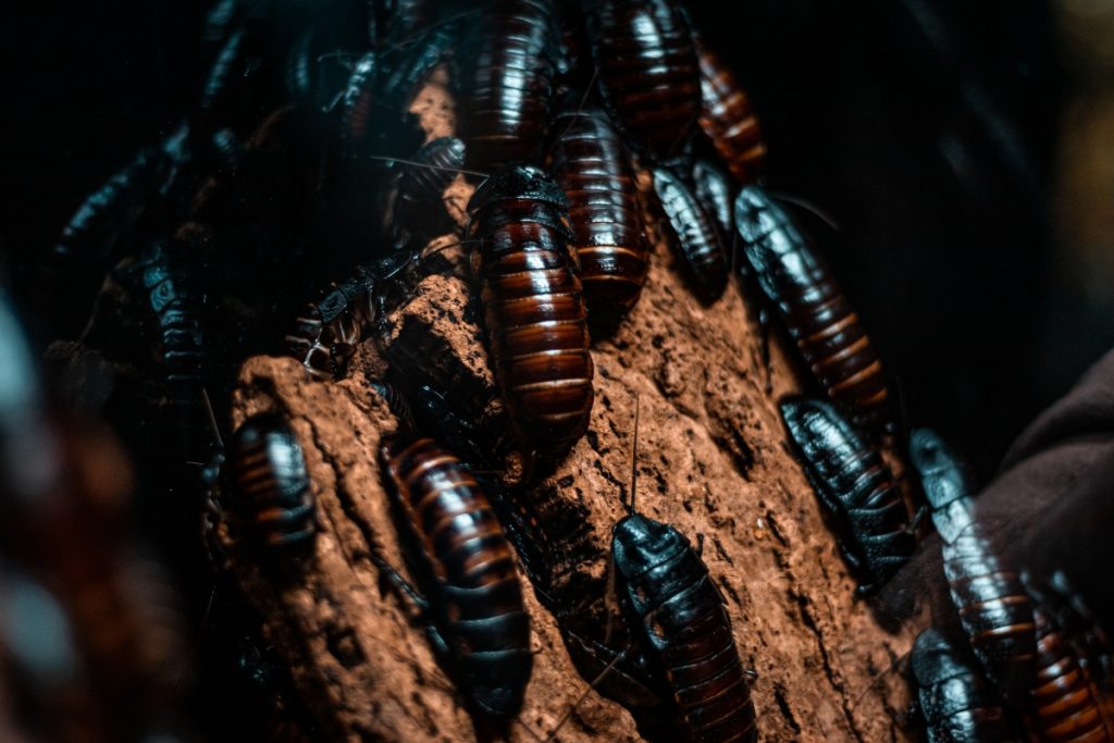 a group of cockroaches huddling together for warmth