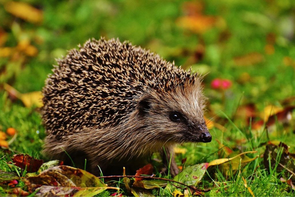 How To Help Hedgehogs Our Pest Control Friends
