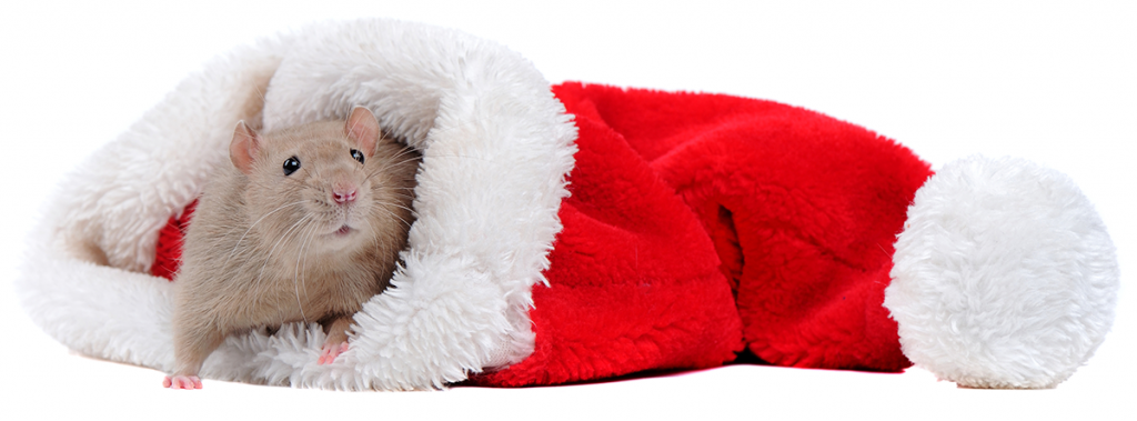 a brown rat is crawling out from a Santa hat on a white surface