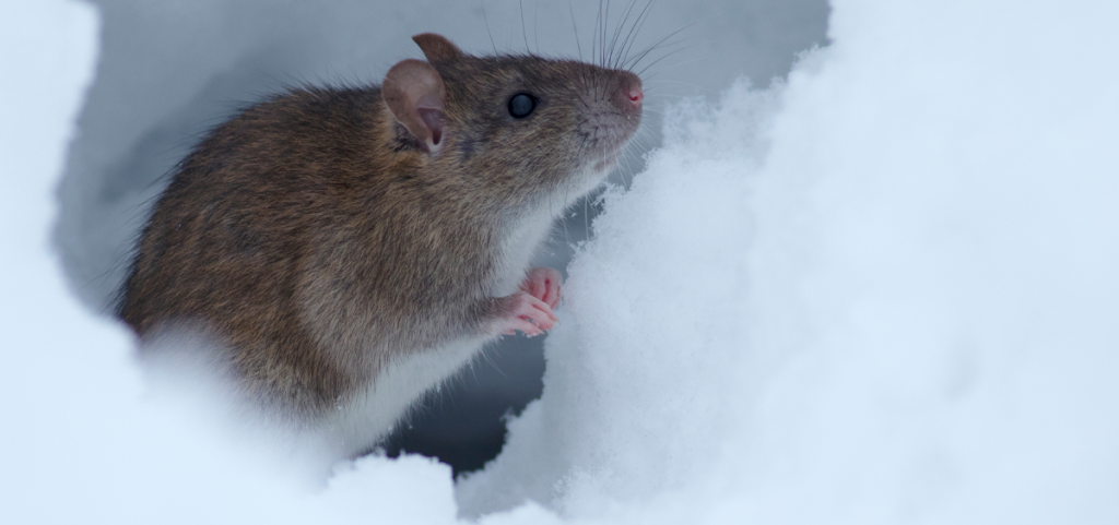 a brown rat is sat in a small hole within the snow